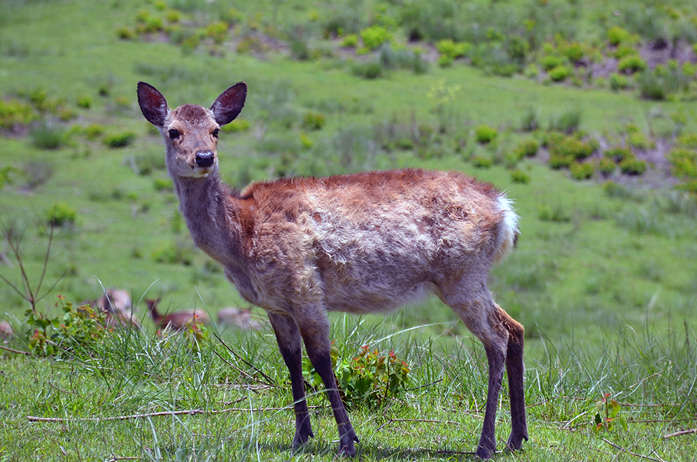 deer_park.jpg