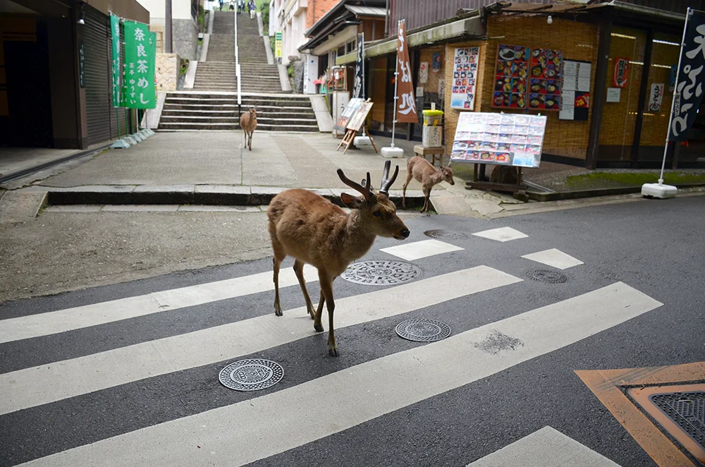 Old Towns, Deer Parks and Temples