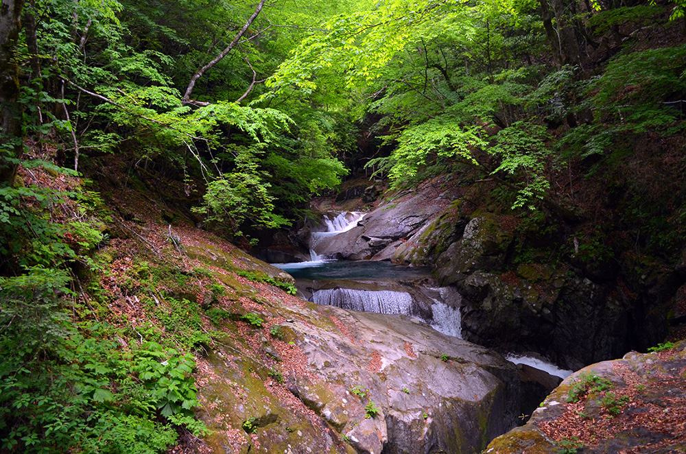 forest_walk_6.jpg
