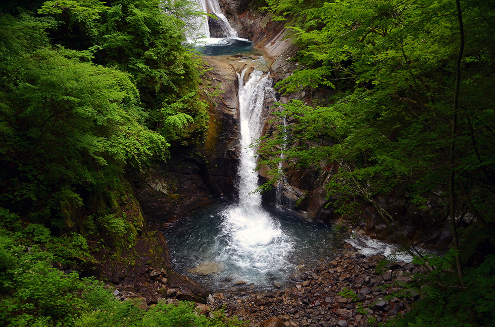 forest_walk_2.jpg