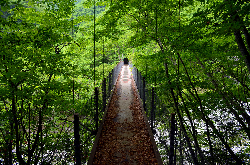 forest_walk_8.jpg