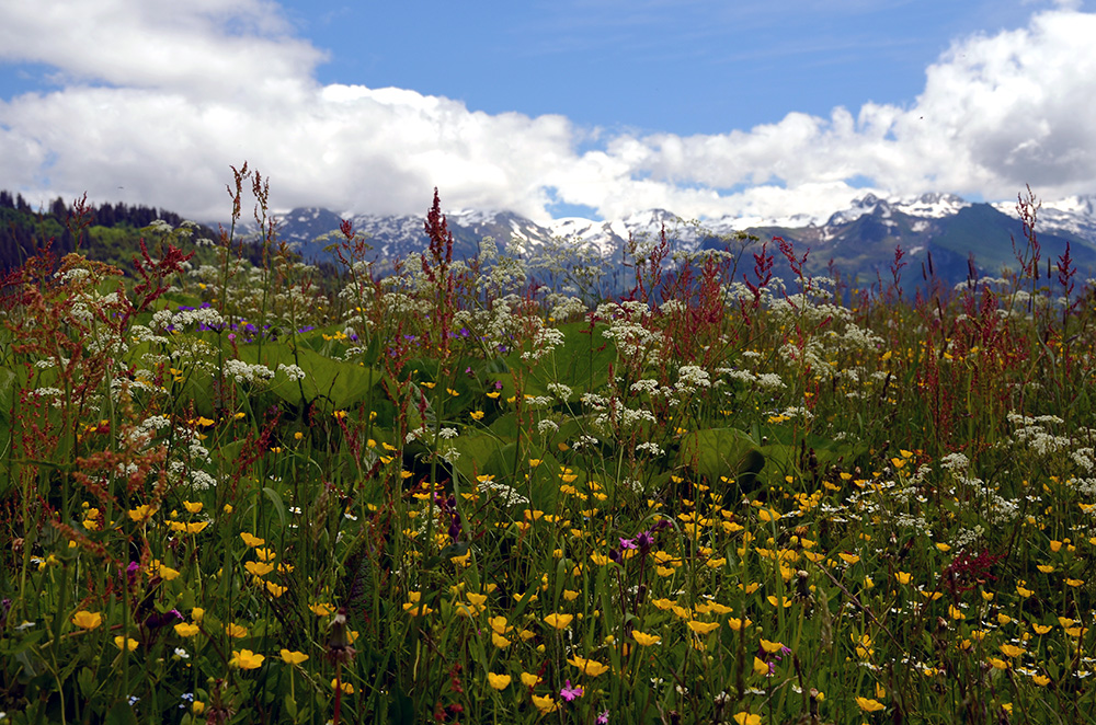 flowers3.jpg