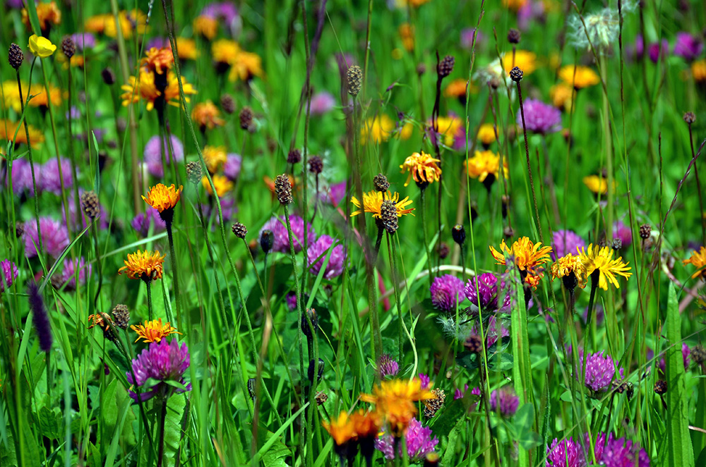 flowers2.jpg