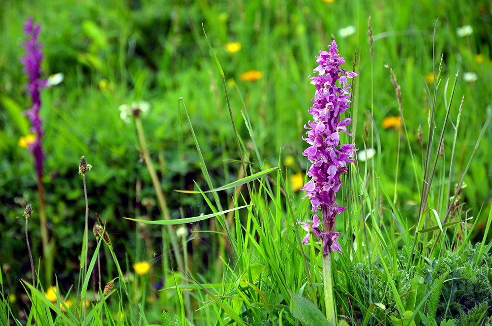 flowers4.jpg