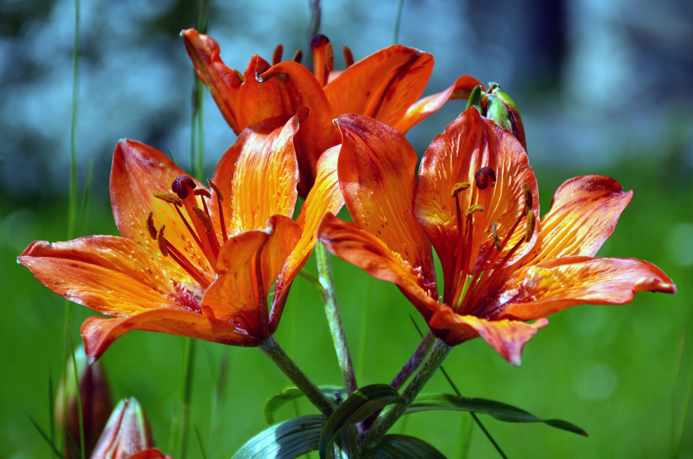 flowers.jpg