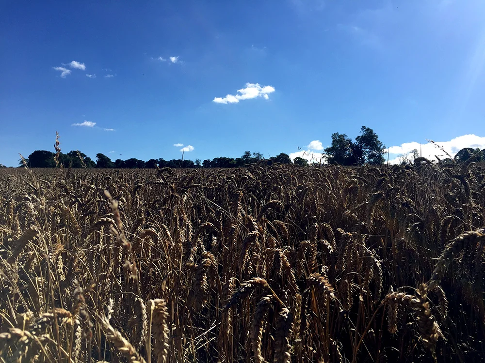 A view from one of the wheat fields we wandered through.