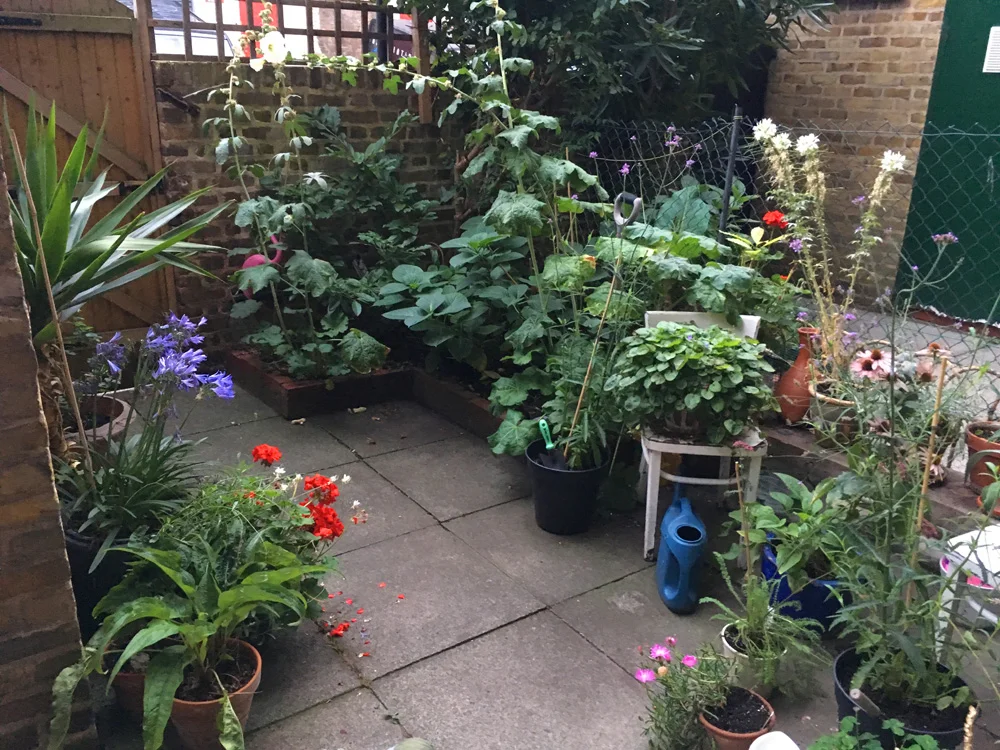 A lovely English garden at our Airbnb.