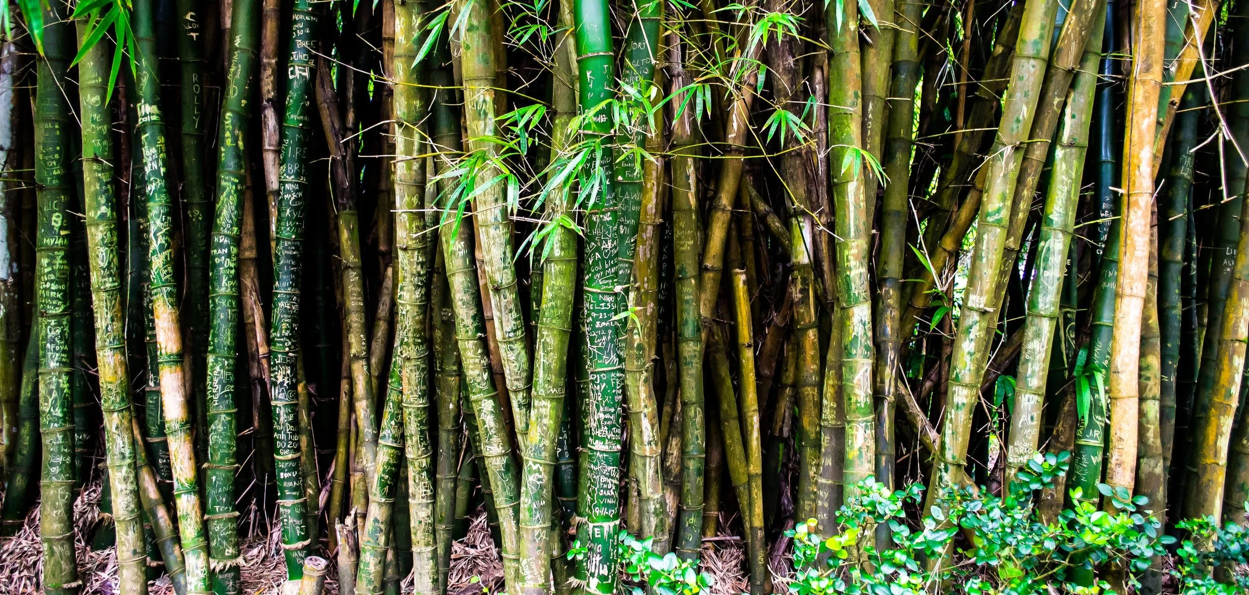 bamboo hawaii.jpeg