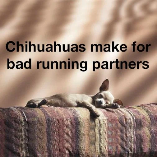 Chihuahua_running_Square_1200x628.jpg