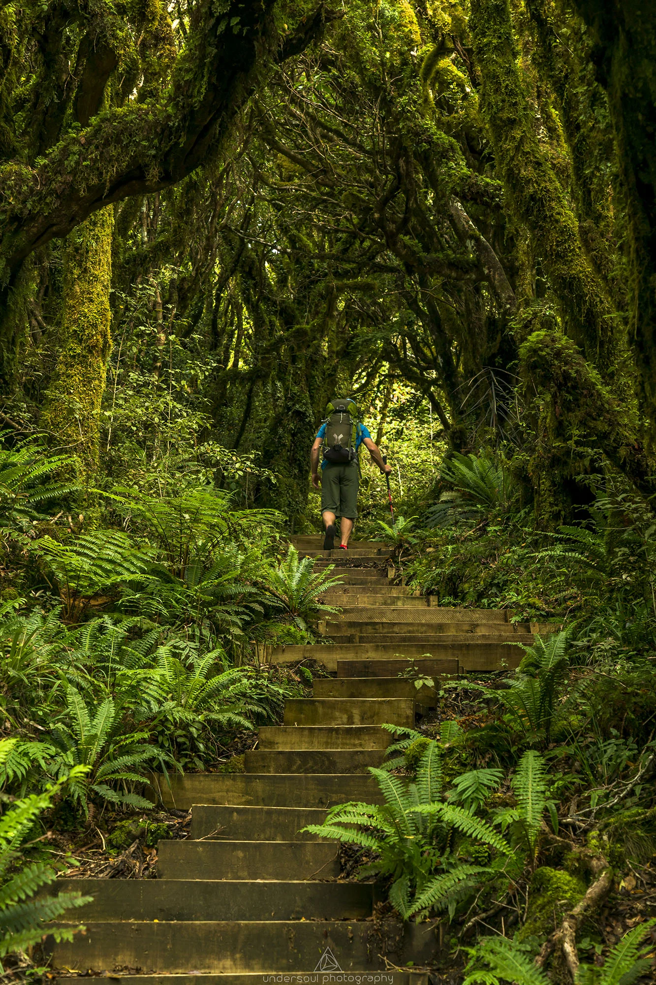 taranaki_forest_undersoul