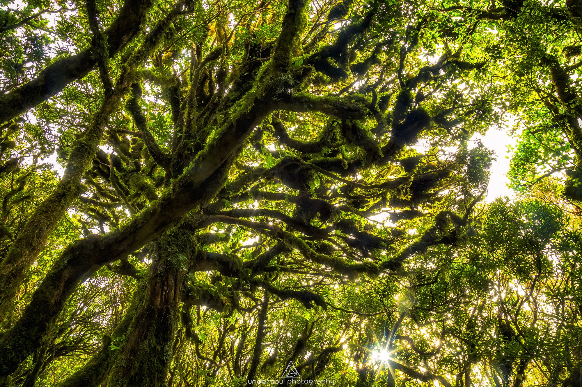 goblin_forest_taranaki_undersoul