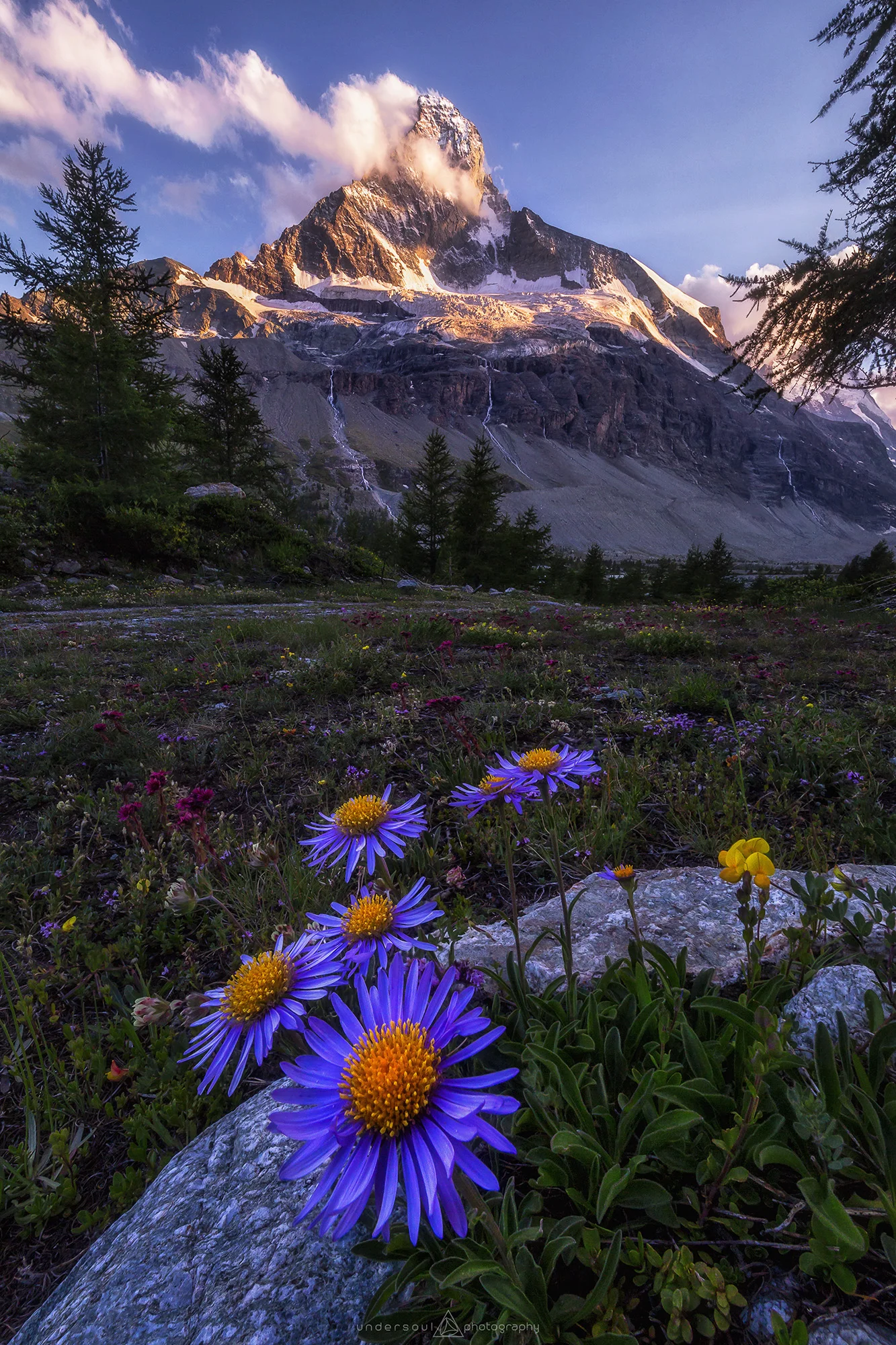 The Incredulous Flower Web.jpg