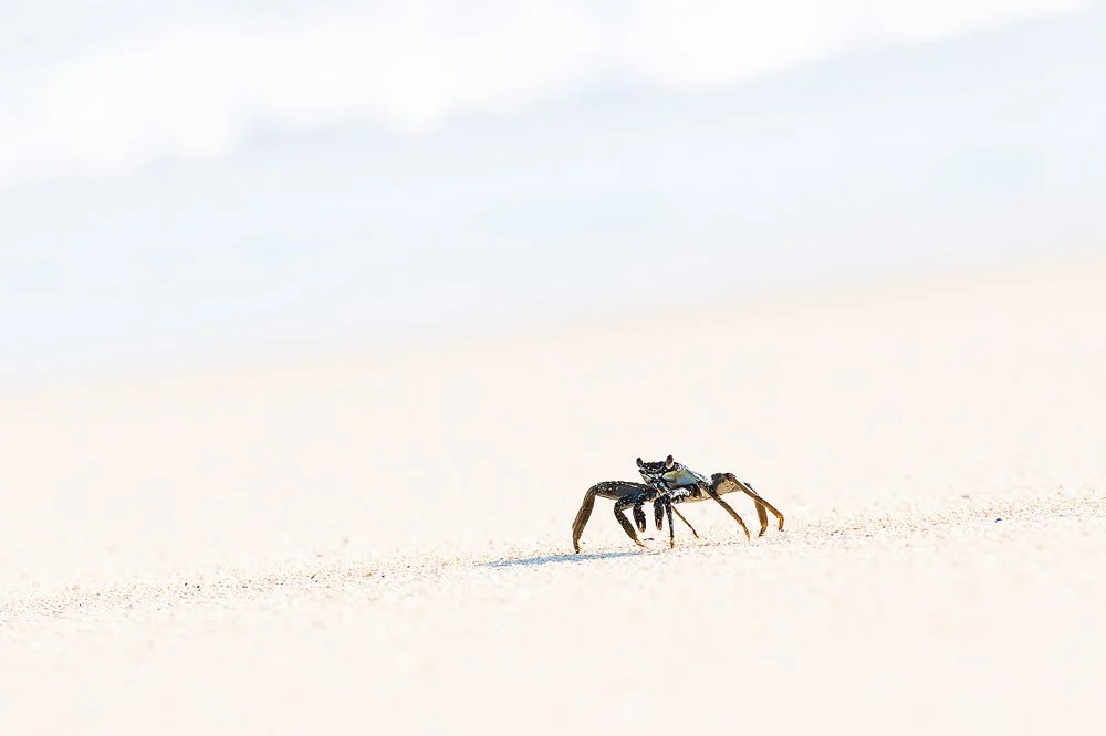 2018-Christian_Clauwers-South_Atlantic_Odyssey-9717-Crab.jpg