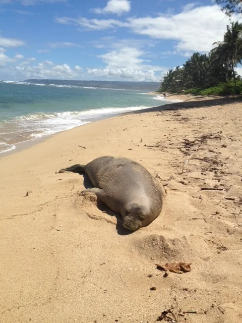  Monk seal lounging on our beach. 