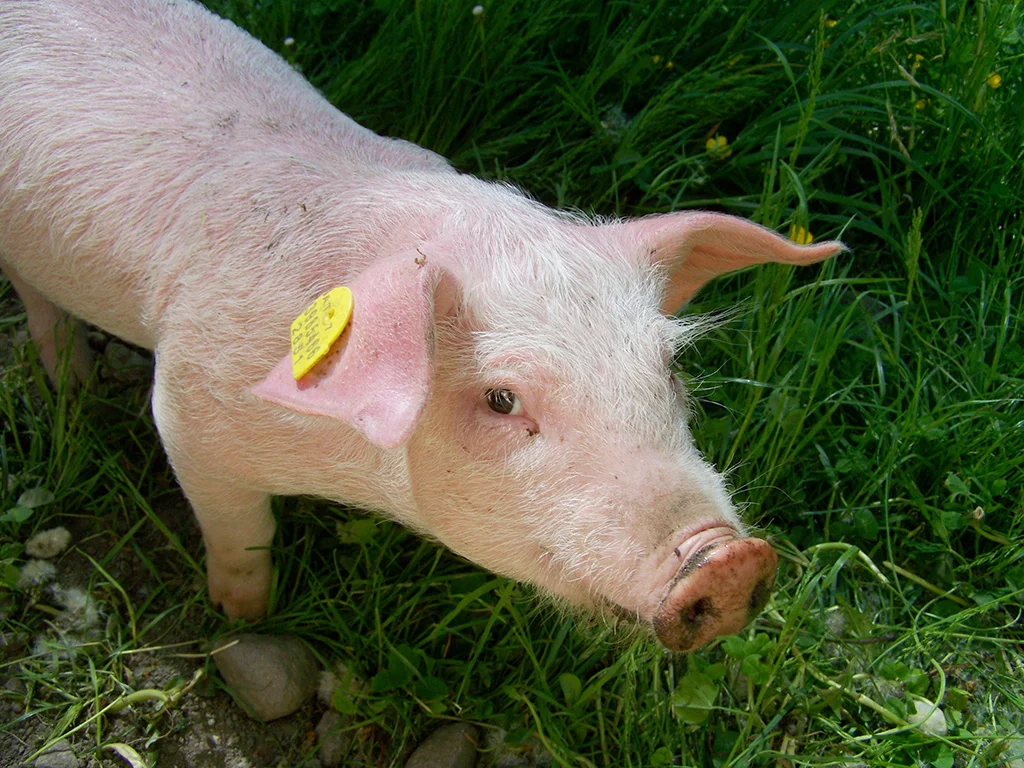 piggy-1514324.jpg