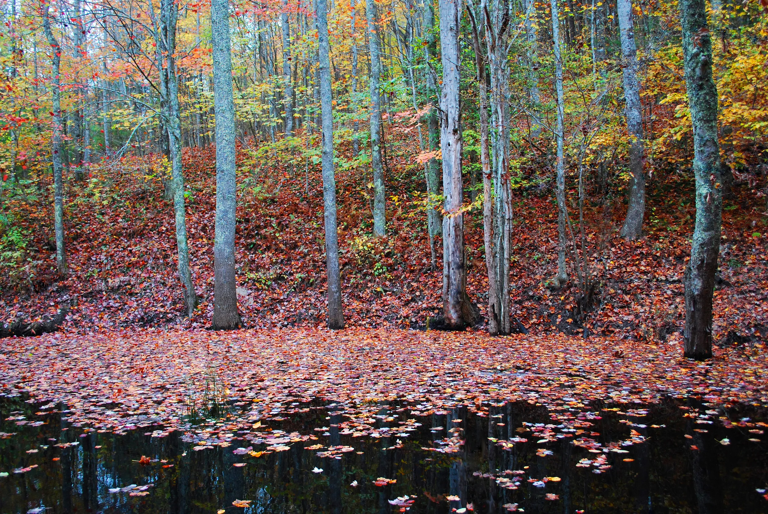 MKP0108-Autumn Pond