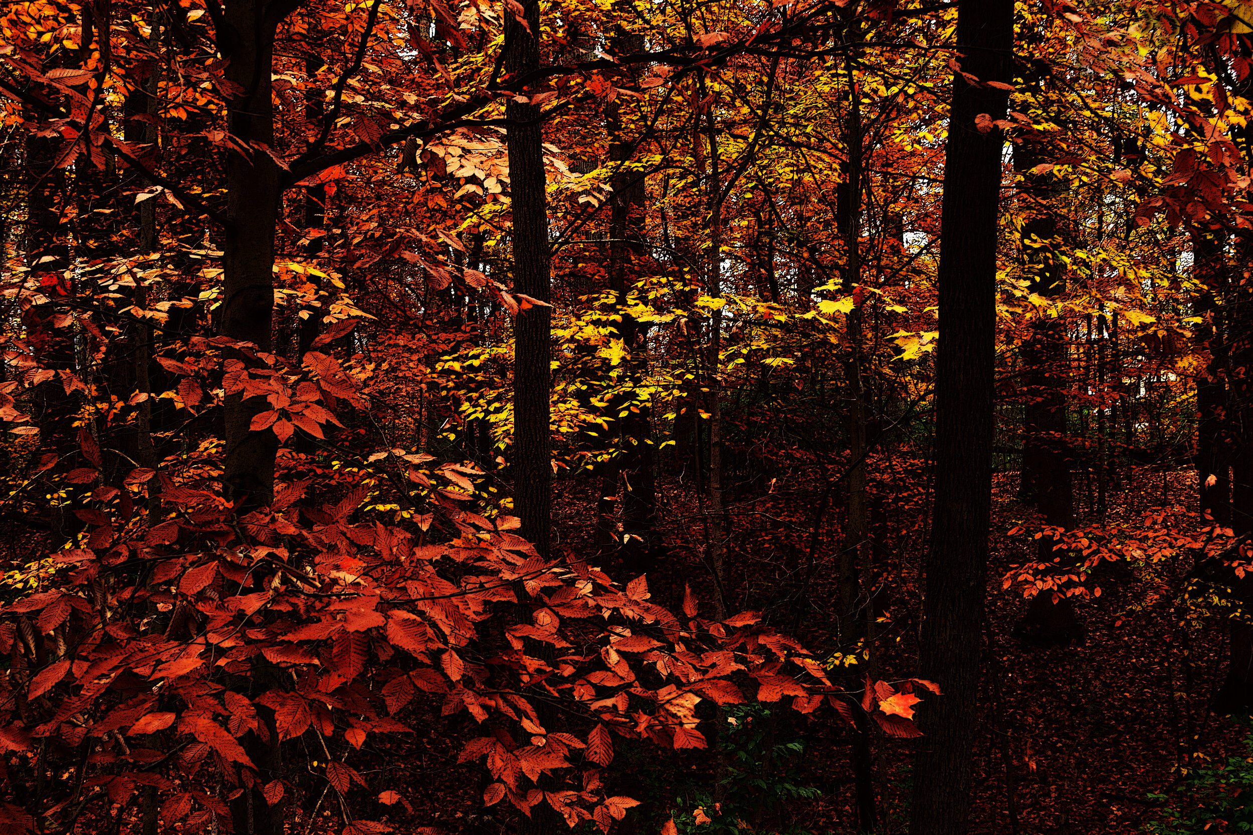 MKP0217-The Days of November