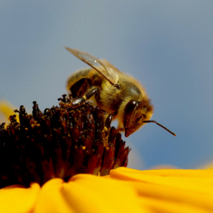 bee+on+yellow+flower-close+up.png