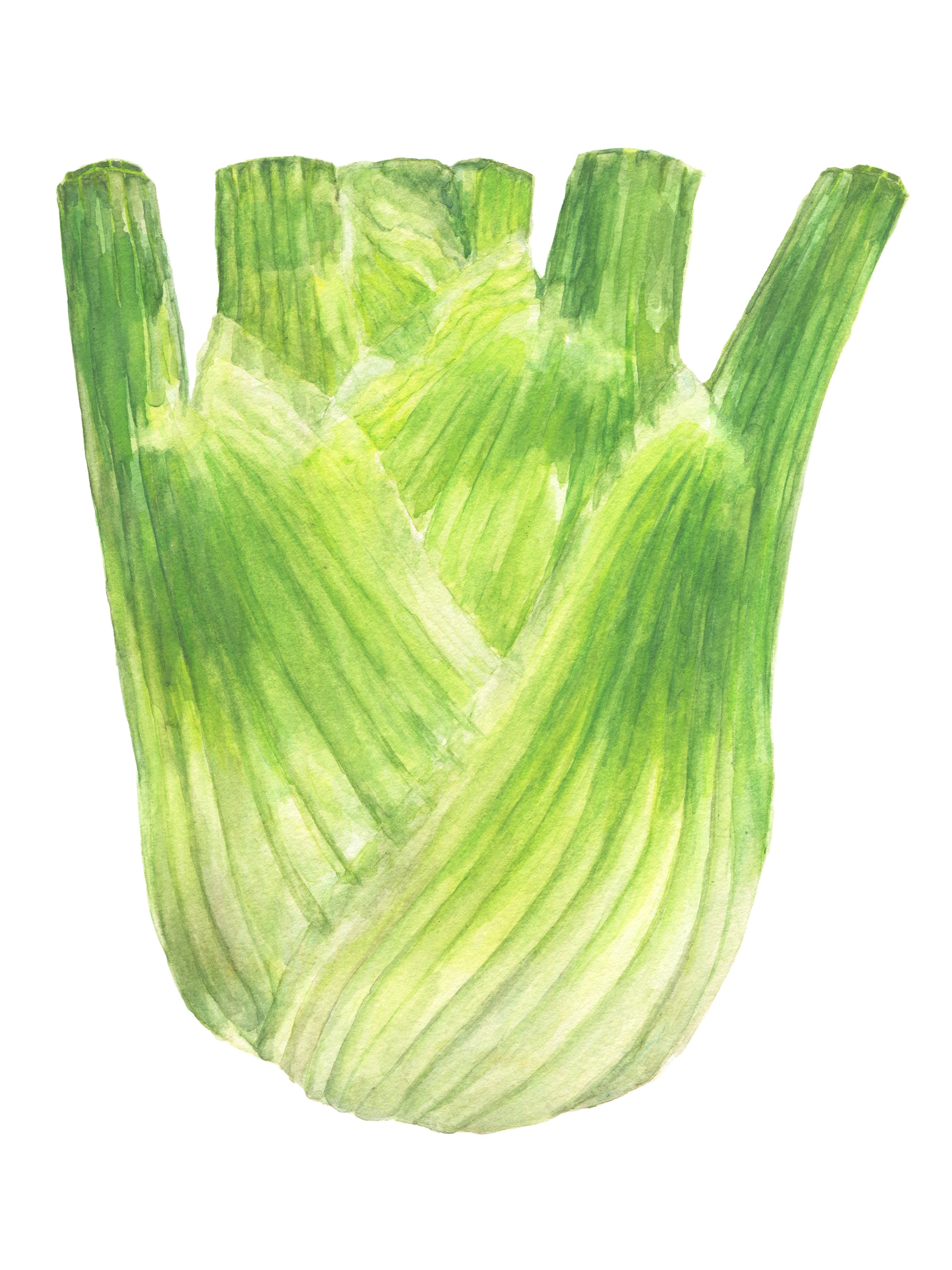 fennel_9x12rgb.jpg