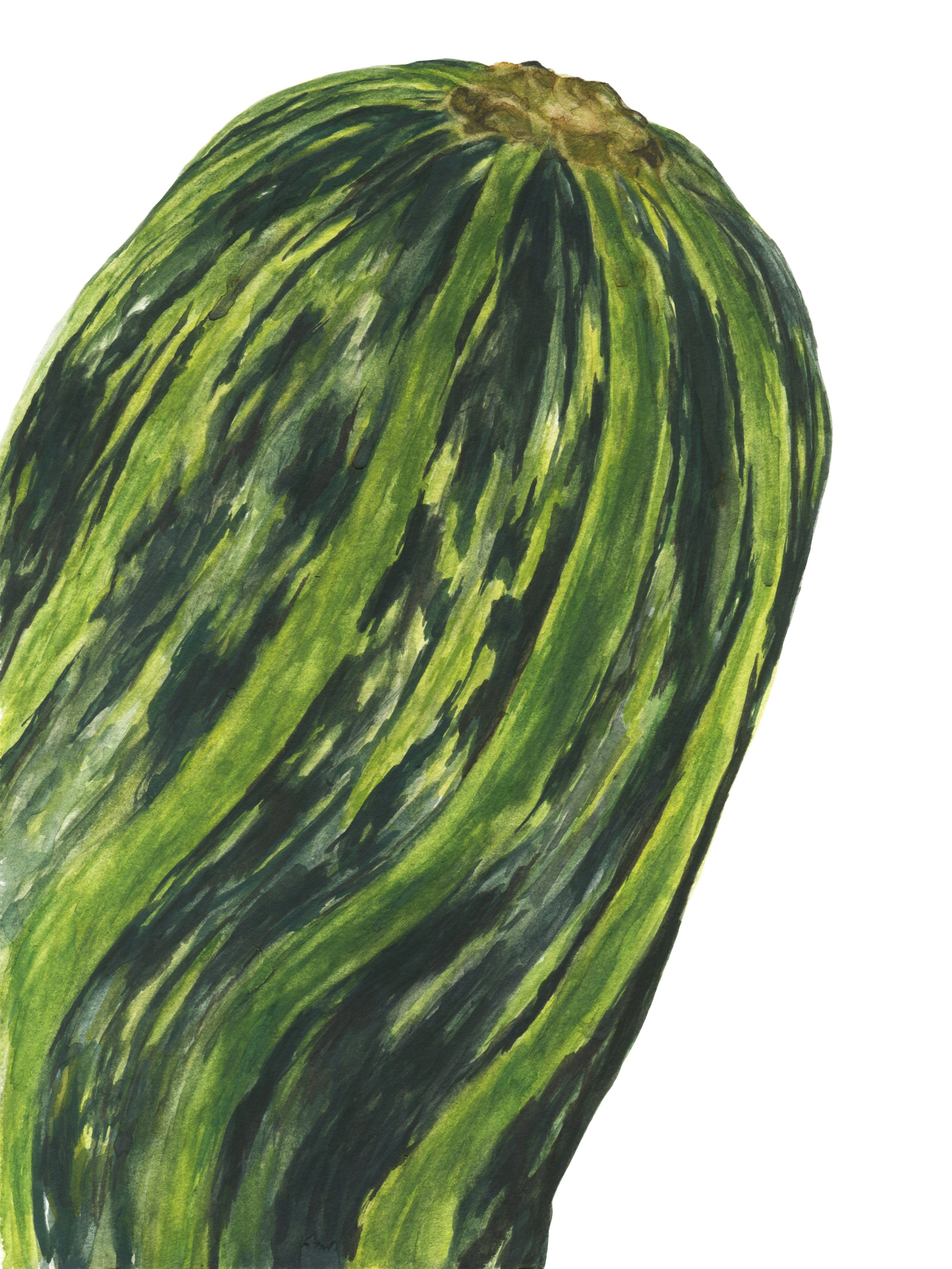 zucchini_9x12rgb.jpg