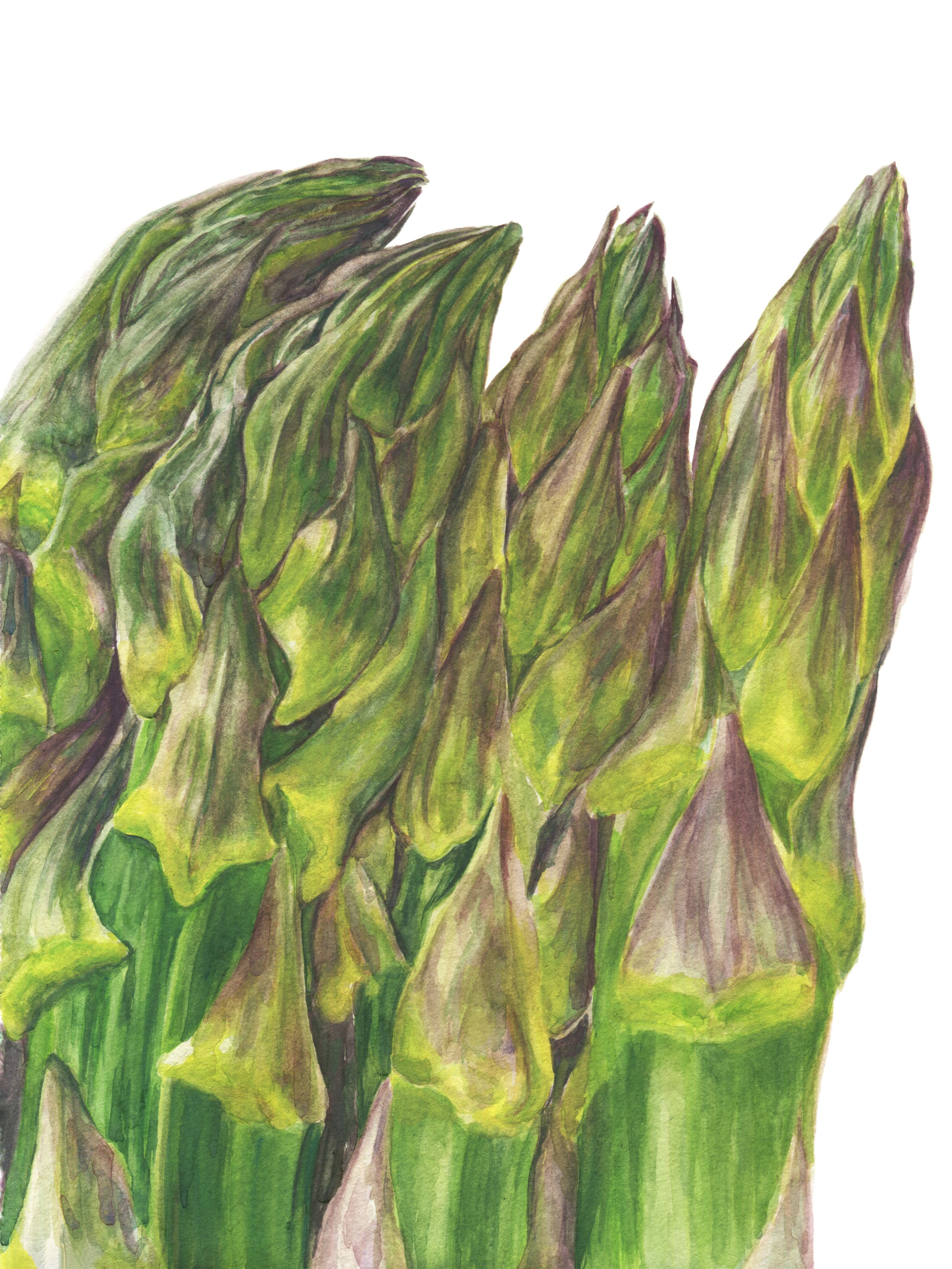 Asparagus_9x12rgb.jpg