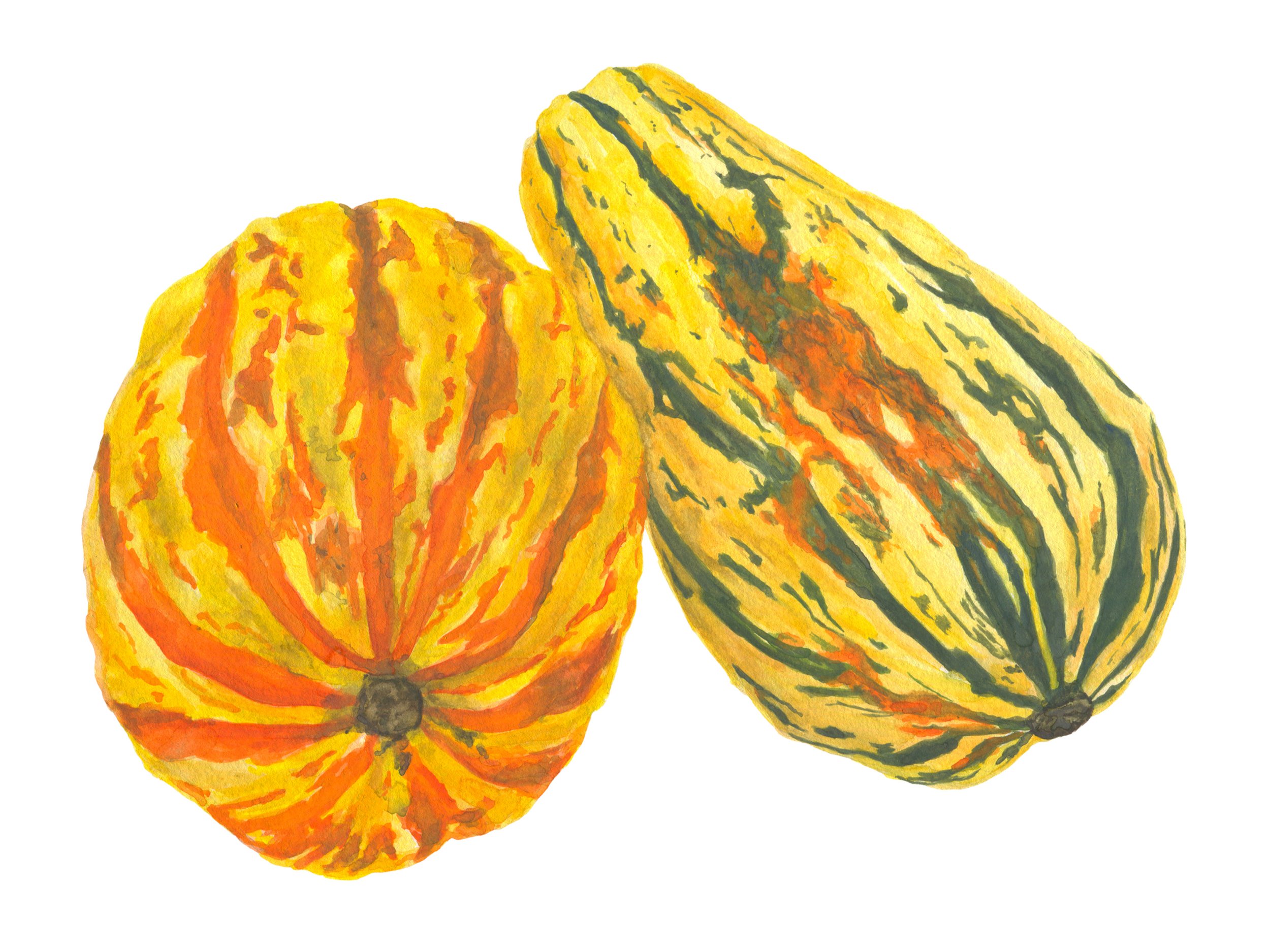 Squash_9x12rgb.jpg