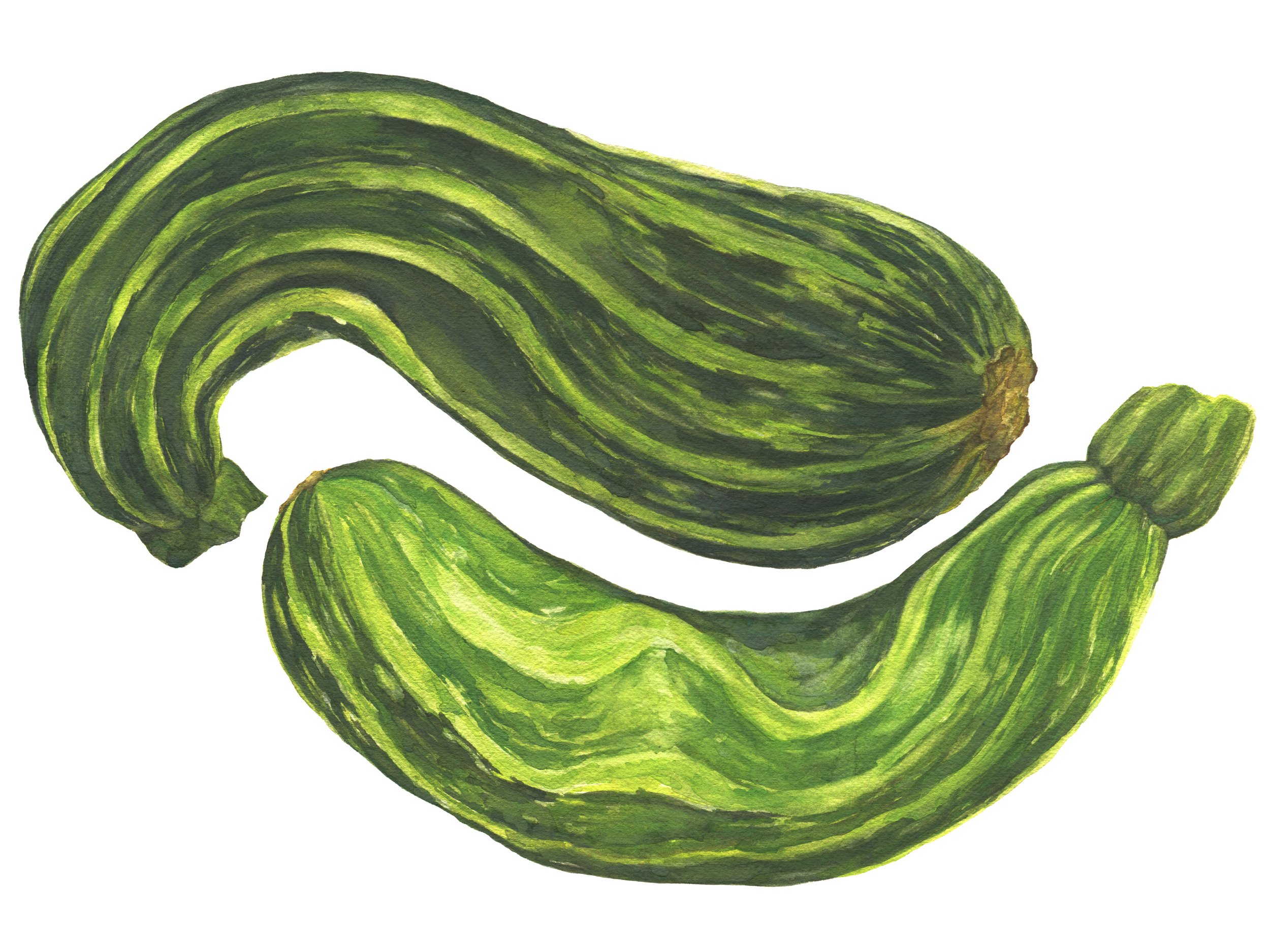 Zucchinipair_9x12rgb.jpg