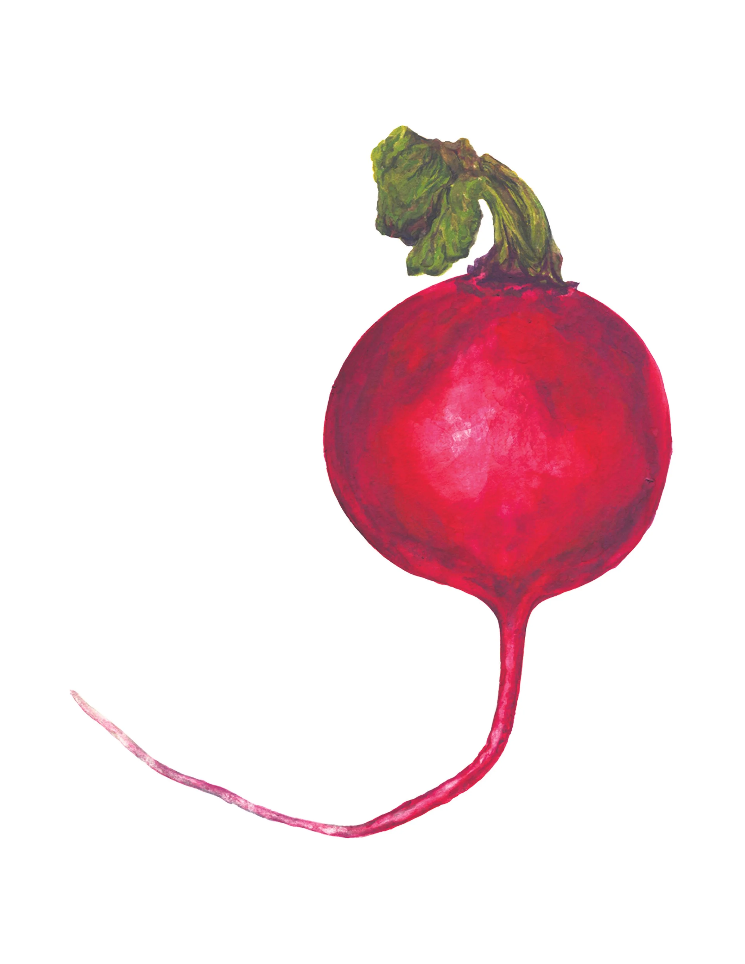 radish_print_8x10on8511.jpeg