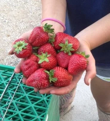 Masse Family Fruit & Vegetable Farm
