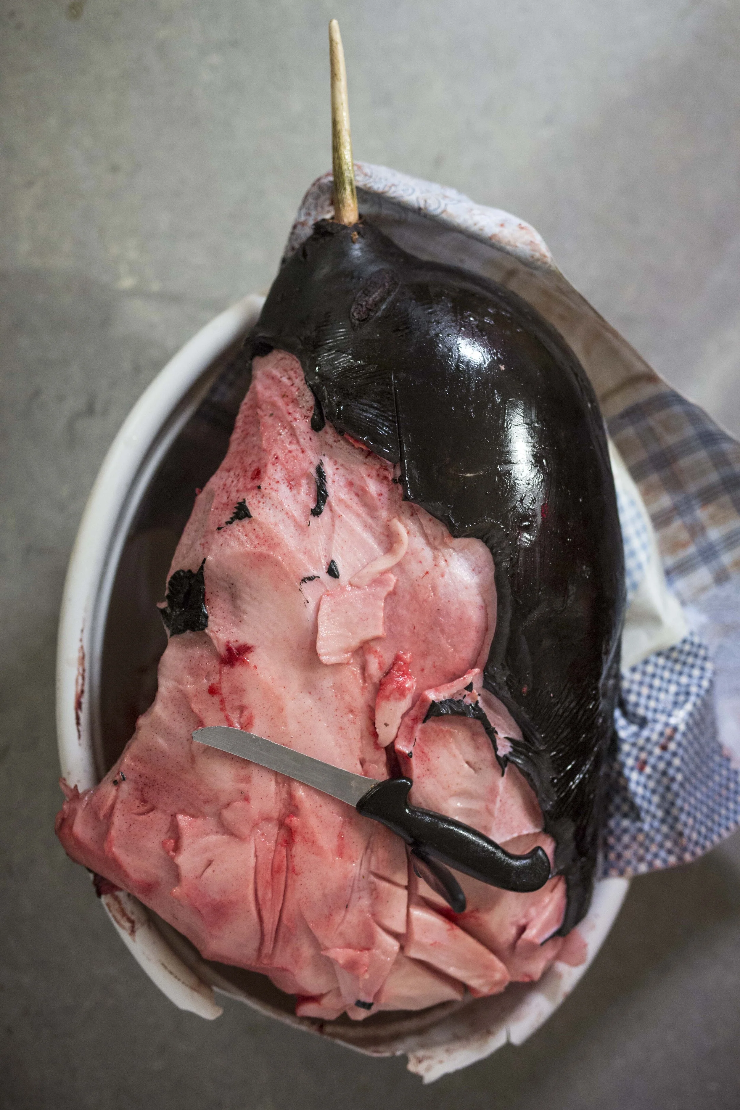 heart_of_a_seal_lukas_kreibig_17.jpg