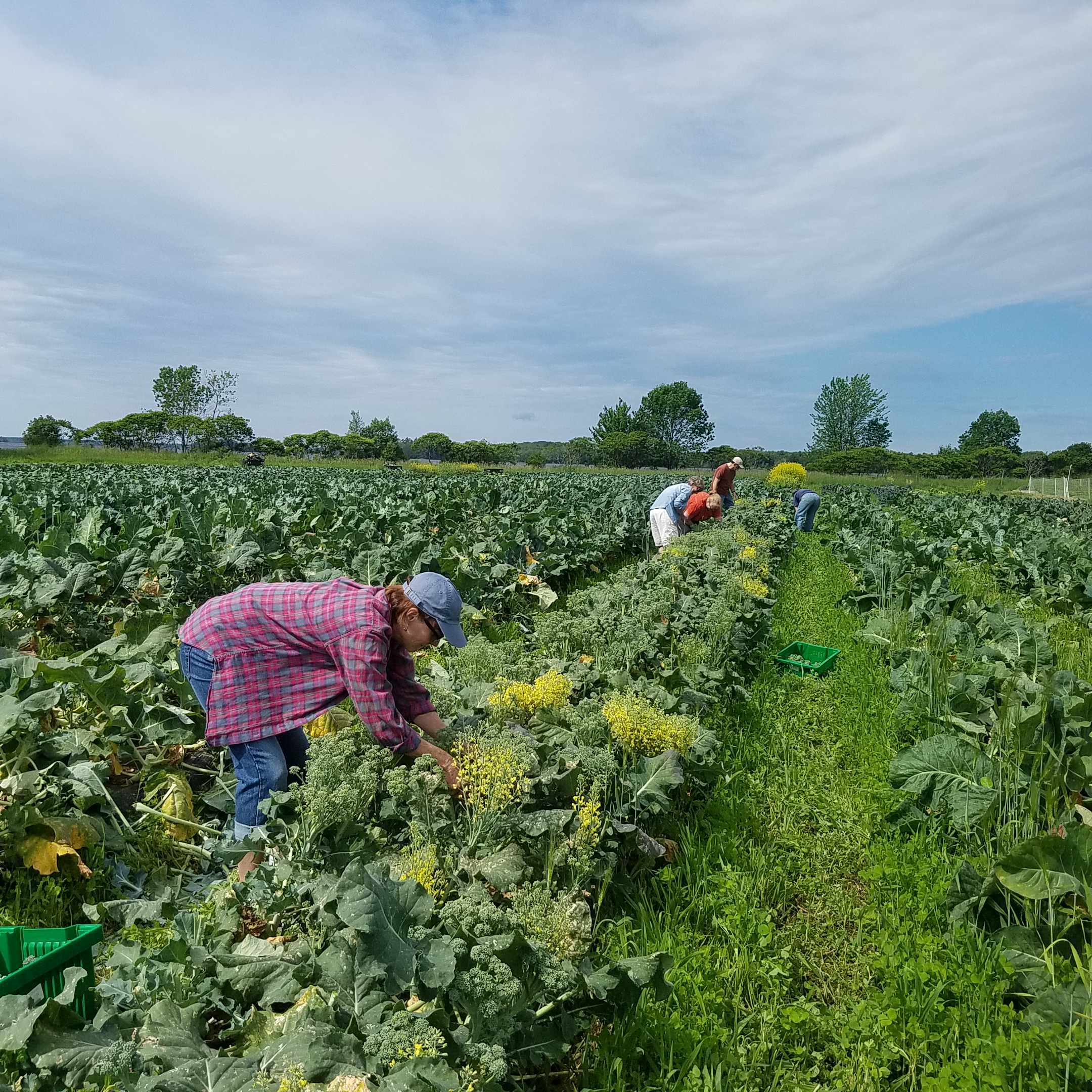“It's wonderful to see excess produce from our farm being harvested for those in need.” -Nate Drummond, Six River Farm