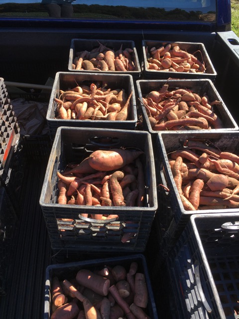 “The gleaning program has made a tremendous positive impact on our town of Georgetown.” - Representative, Town of Georgetown