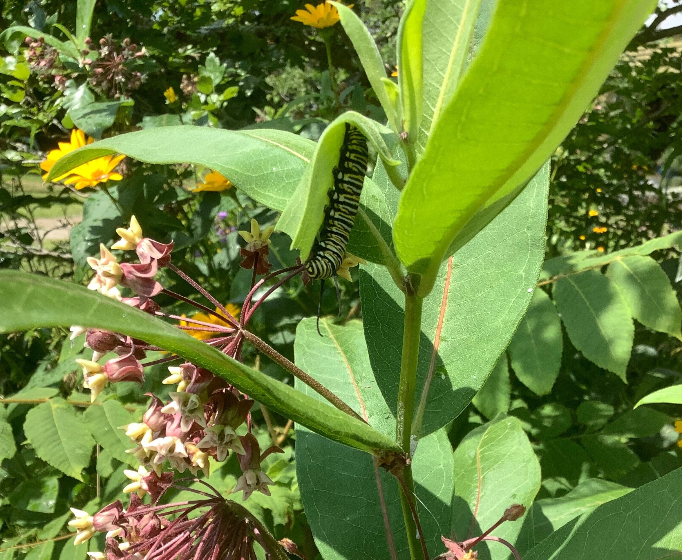 Monarch-Milkweed_zoom.JPG