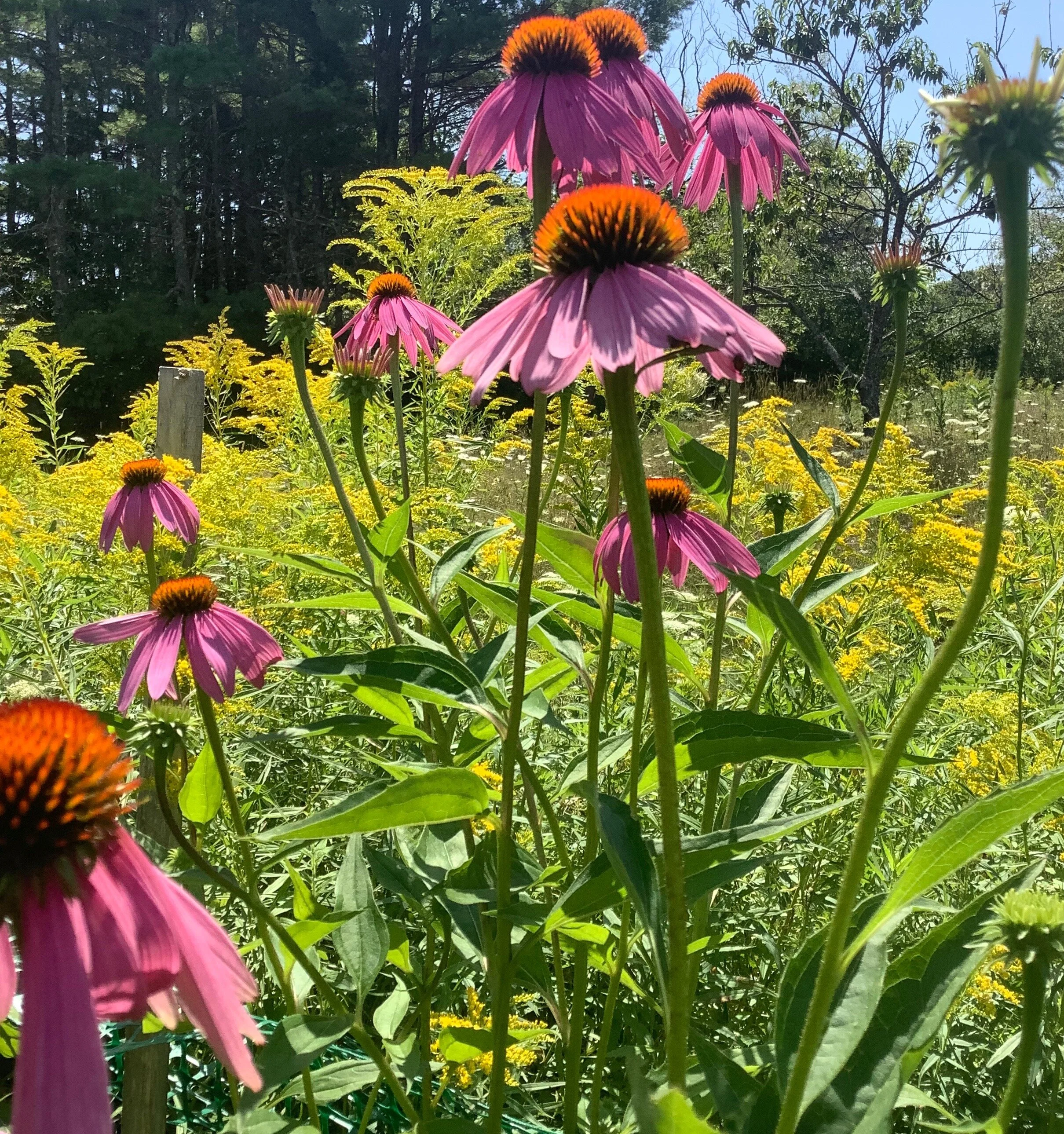 SummerFlowers.JPG