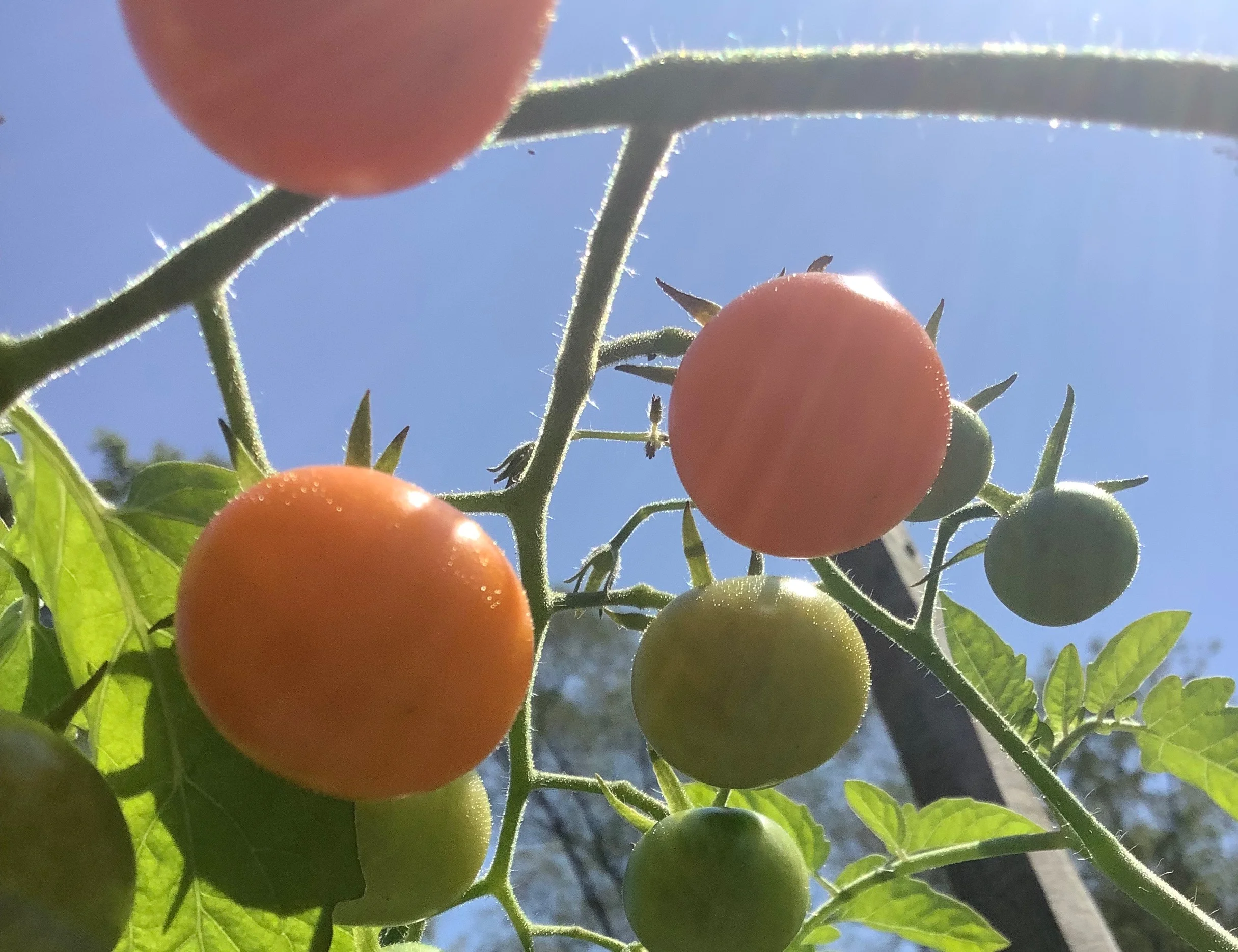 Merrymeeting Food Council Summer Update