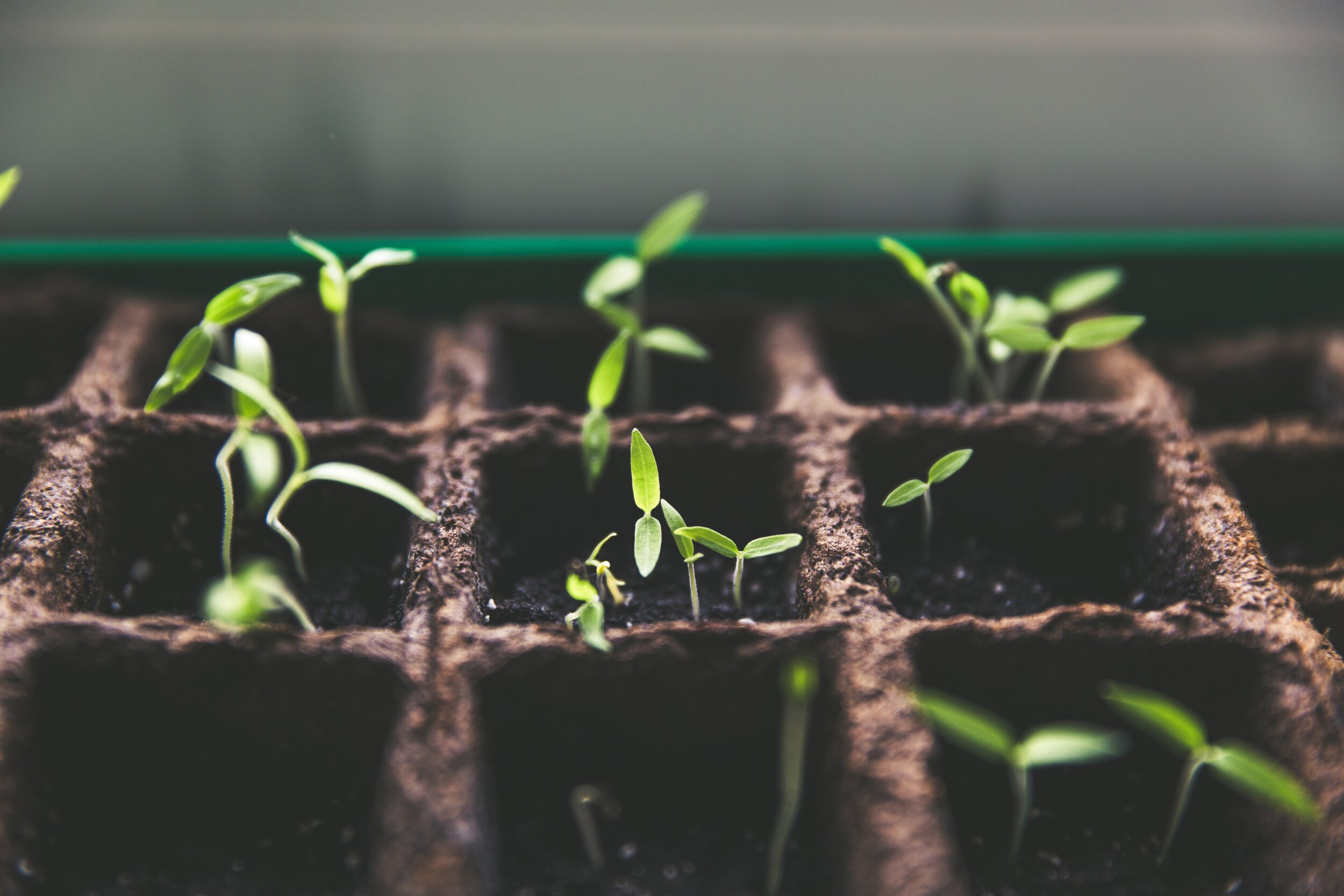 Community Garden and Grow Your Own Food Resources
