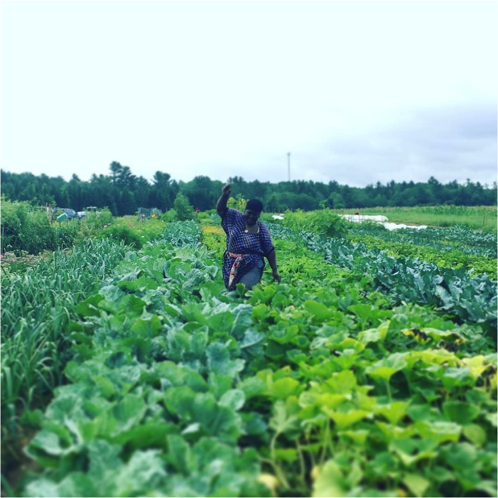 Support the Little Jubba Central Maine Agrarian Commons 
