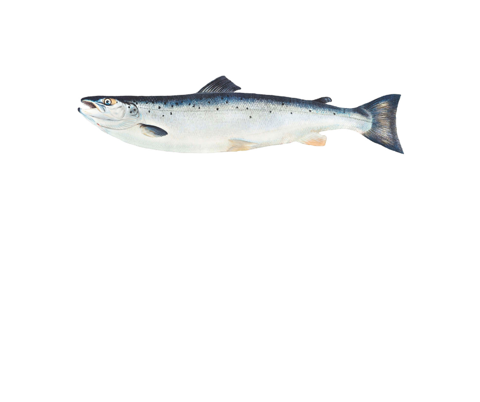 Lake Trout!