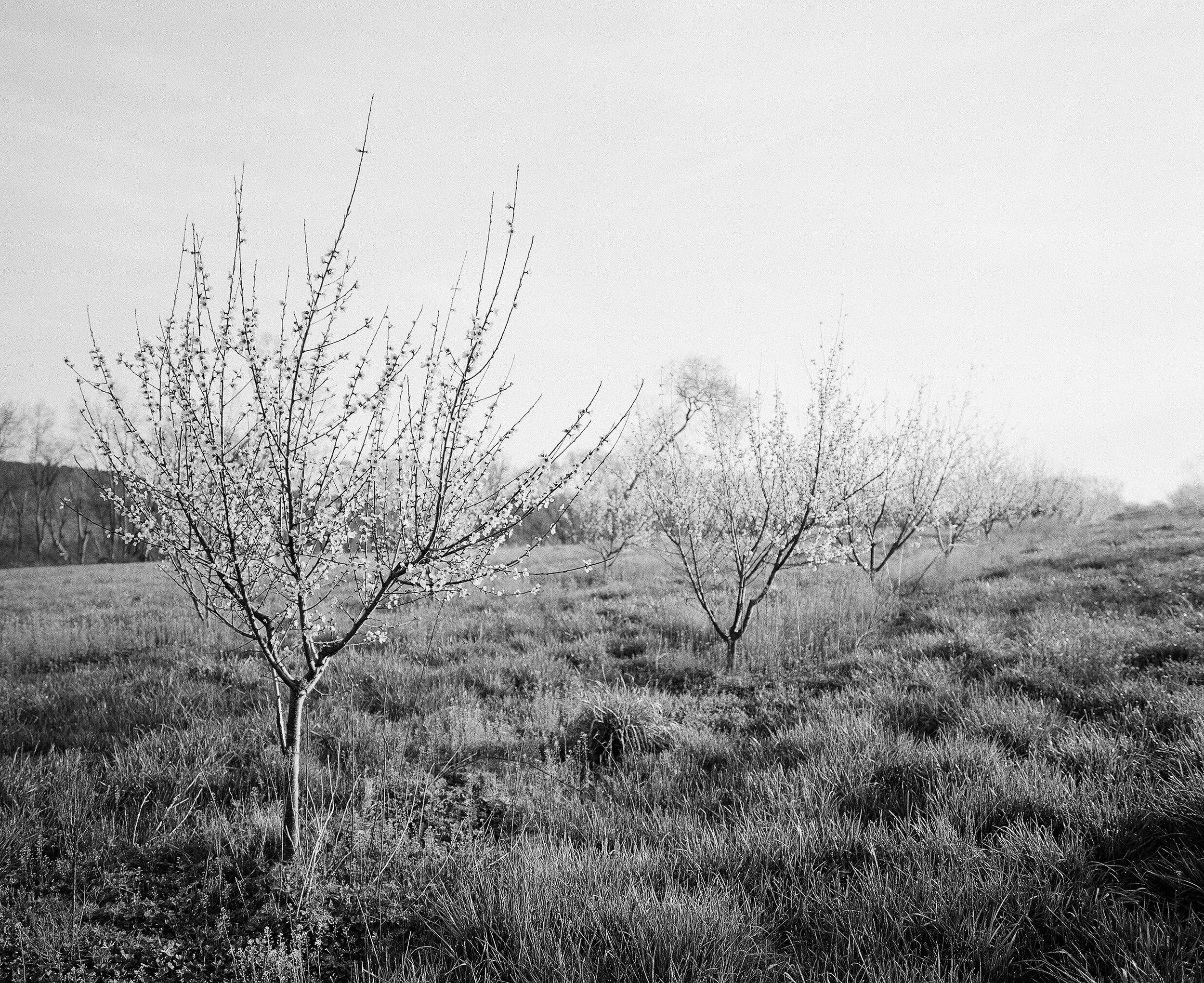 PeachTreeBloom03.jpg