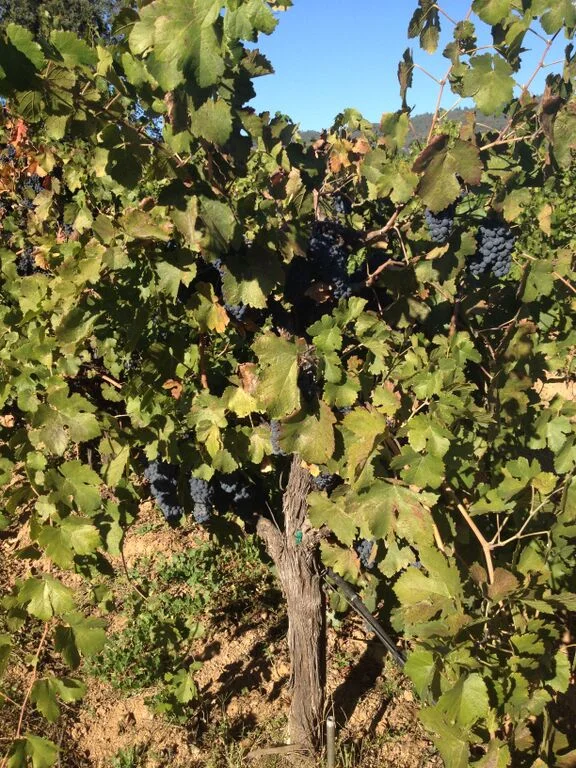 vineyard3.jpg