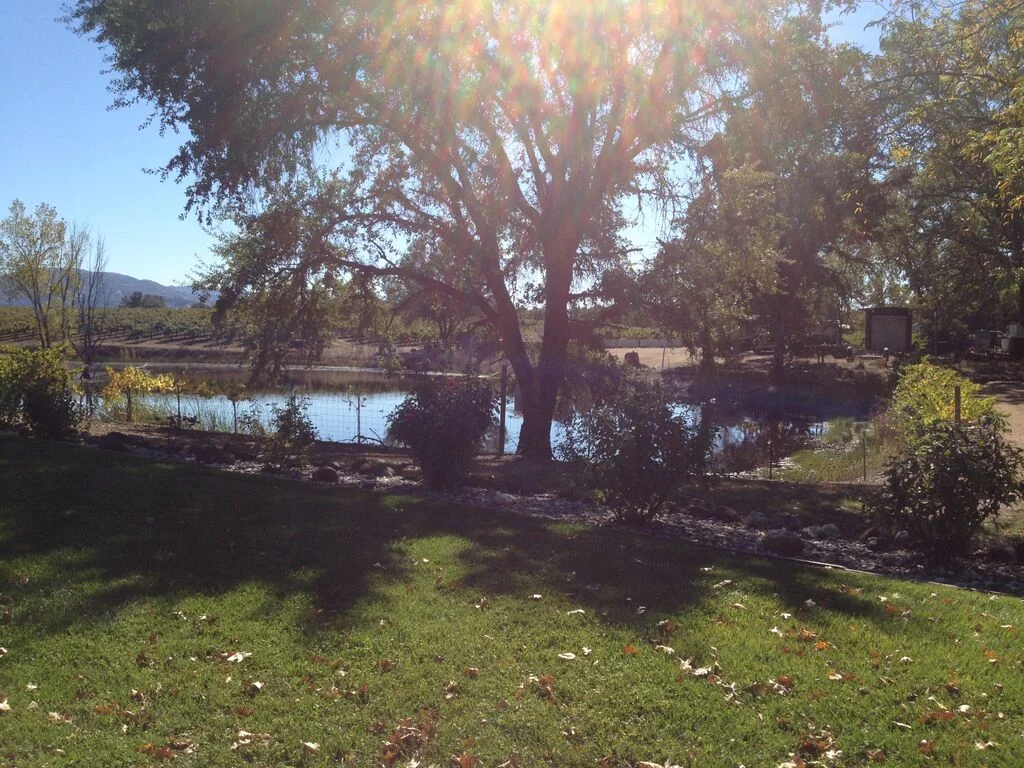 vineyard18.jpg
