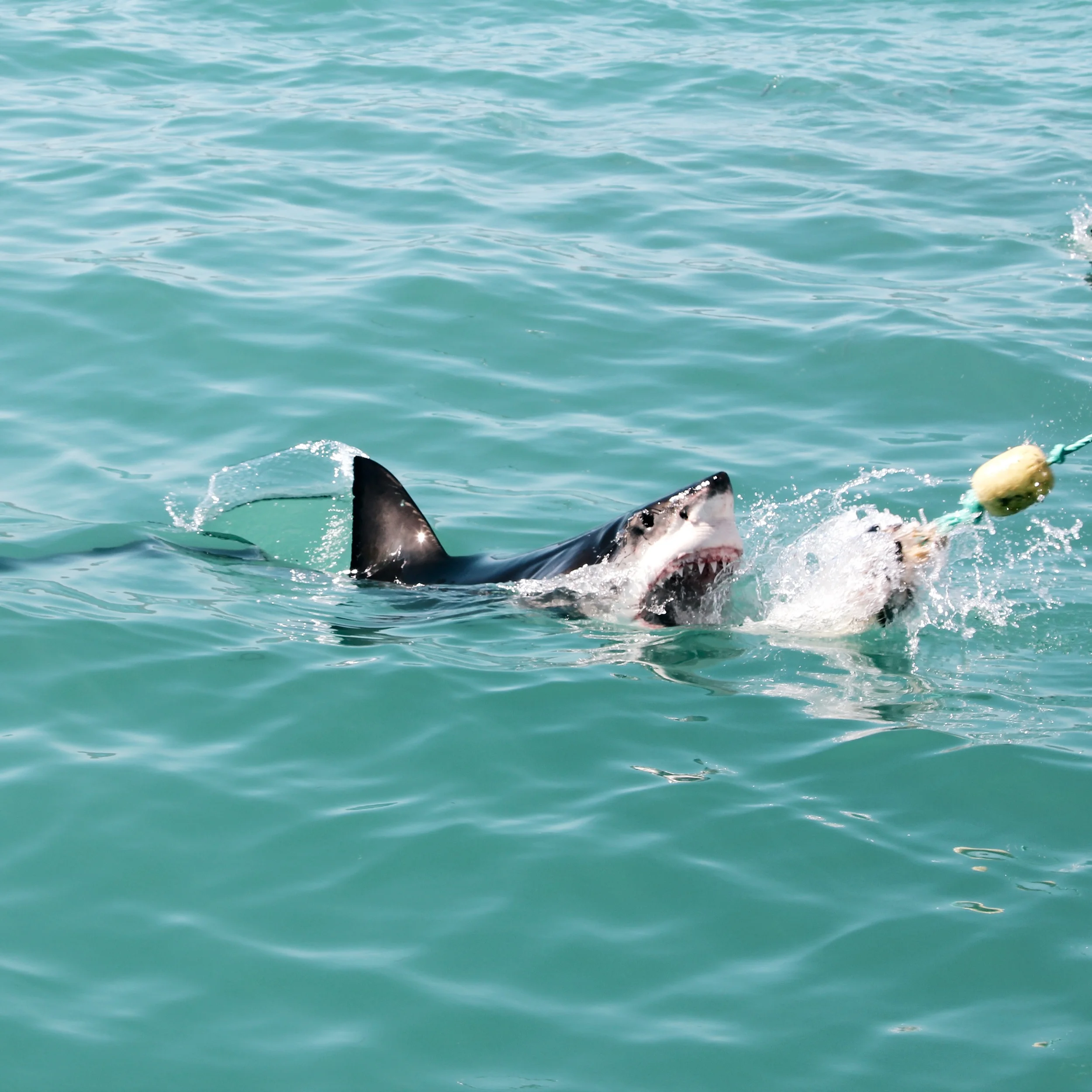 We spent the day out on a boat in the middle of the water and we took turns in the cage in groups. We were supplied with goggles and a snorkel and lowered into the water up to our necks. A man on the uppermost deck of the boat was throwing out bait to attract the sharks and, anytime a shark would approach the cage, someone would shout "Down! Down! Down!" so we could duck into the water to see them. I saw seven great white sharks (including a baby great white) and a stingray! One came very close to the cage and it really made me realize how huge they are. It was so crazy to see and I'm so happy I brought my GoPro with me because I took a ton of photos and videos! It was a surreal experience that I would 100% do again.