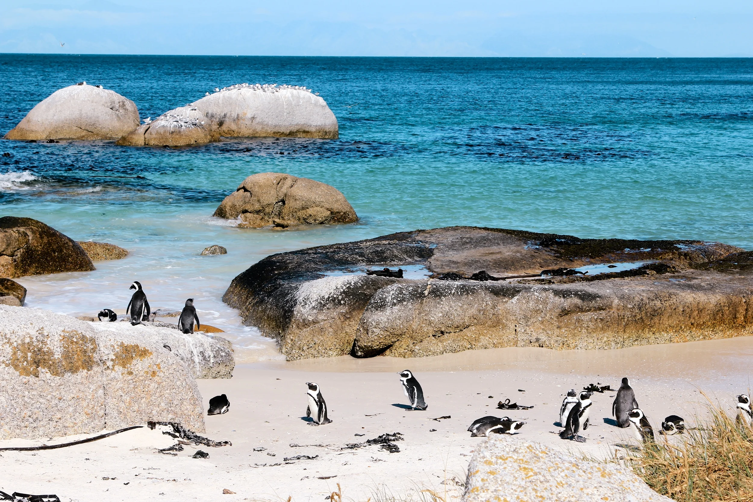 Something everyone knows about me is how much I love animals. When I found out about Boulders Beach and that I could visit the penguins living there, I jumped at the opportunity! People used to be able to walk side by side with the penguins, but there were too many incidents of people taking advantage of this and trying to pet the penguins, so a deck was built a couple of feet above the sand, from where people can look at the penguins instead.