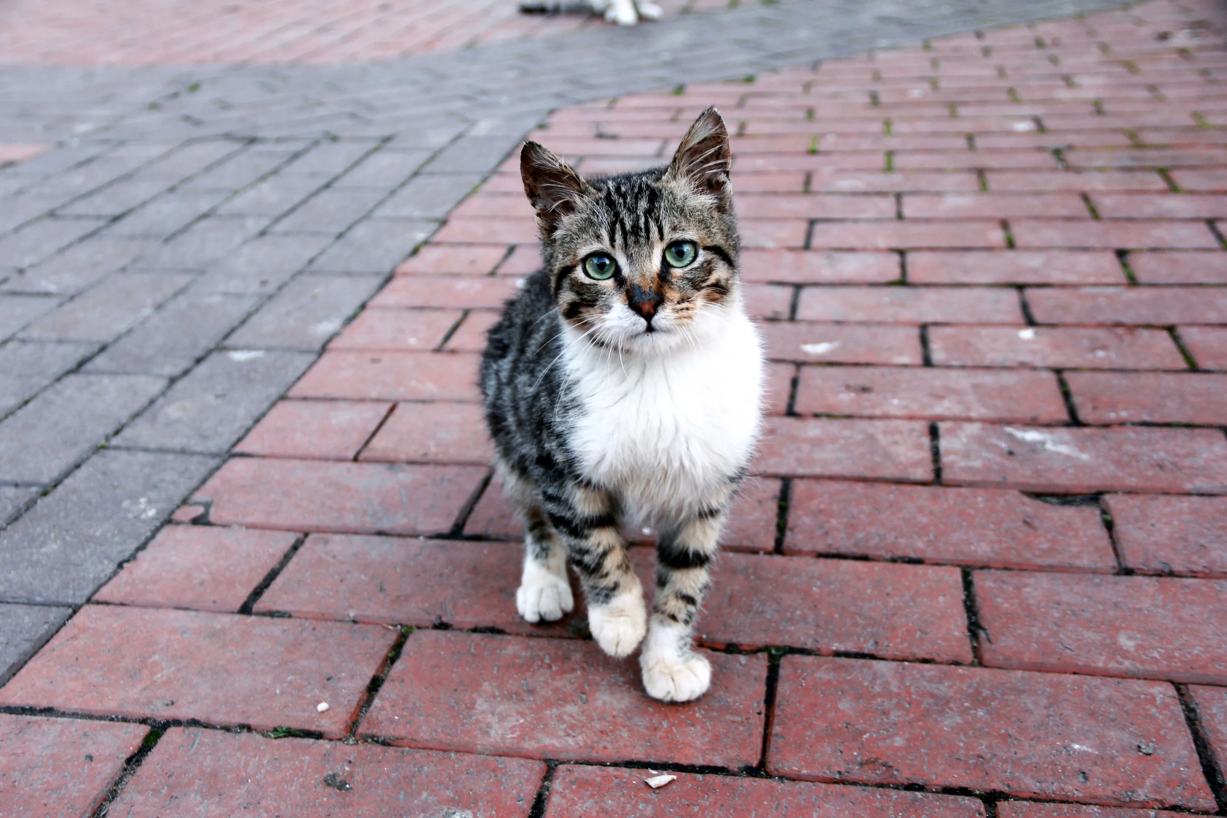 The most adorable little face!