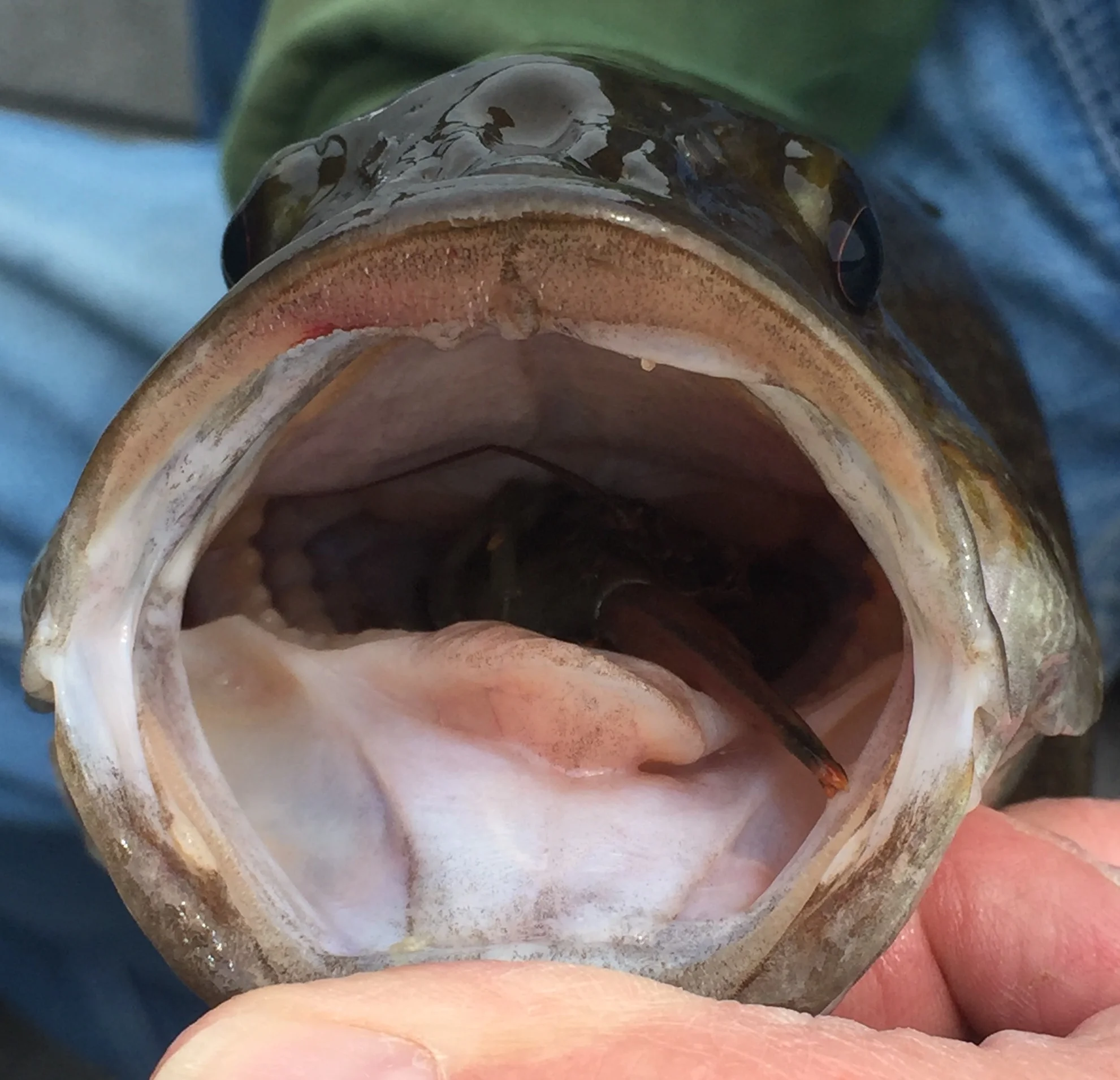 Sean, Dan, and Lee wanted to show how aggressive the Bass were.... This one had a crawdad (crayfish) in his mouth when he hit Dan's plug....