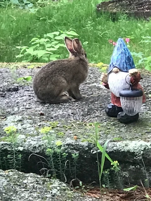 Has nothing to do with fishing, but Cheryl thought it was so cute... A baby bunny listening to his friend, the gnome...
