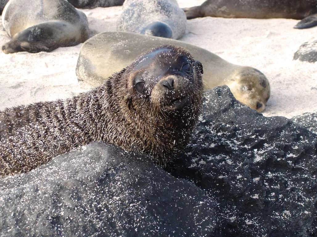 Galapagos Sea Lion