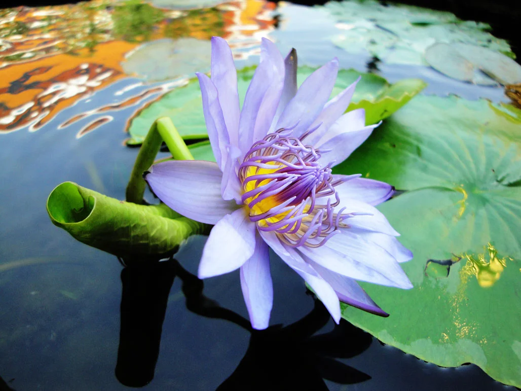Cairo Lotus Flower