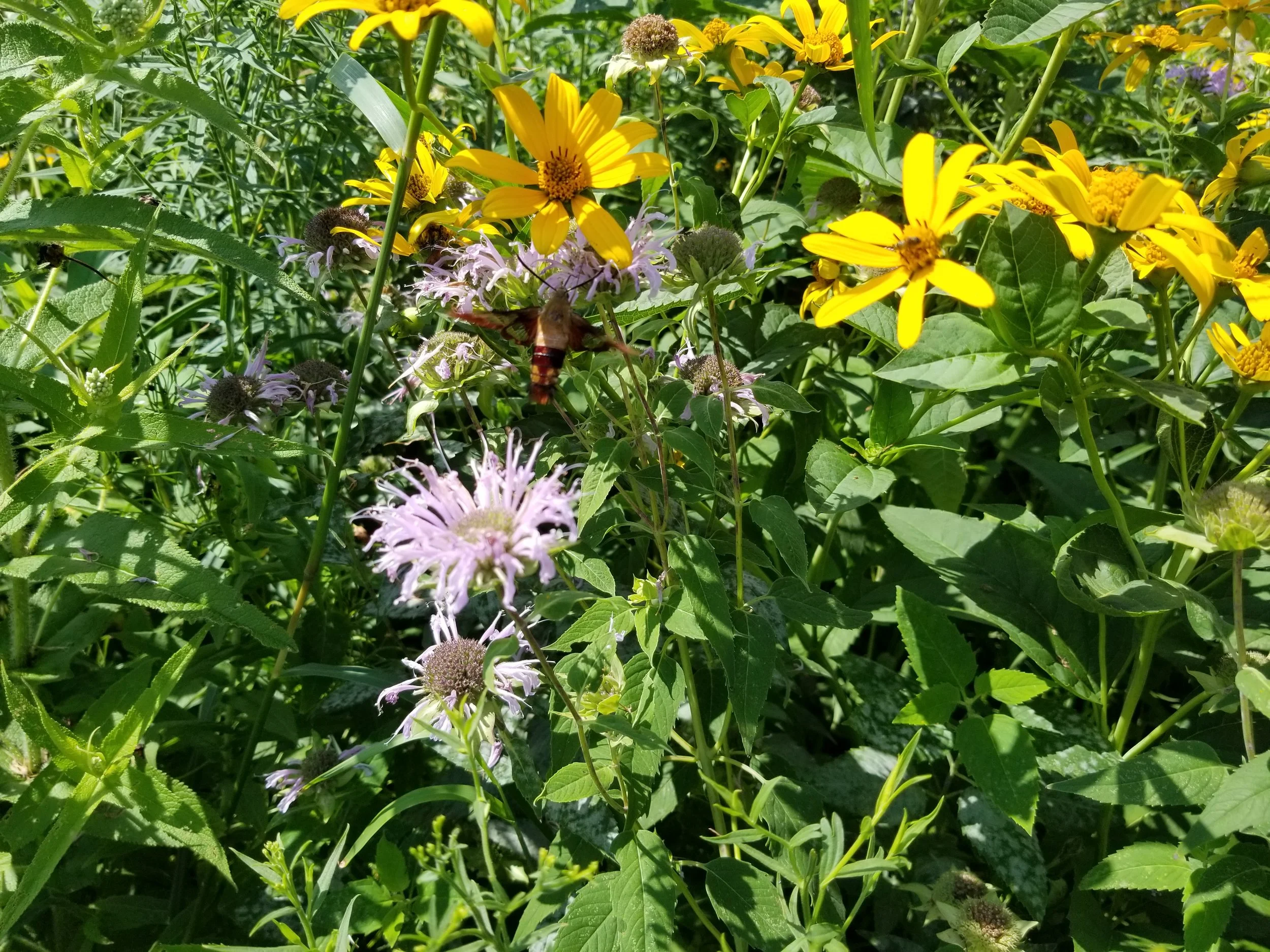 Pollinator meadow development