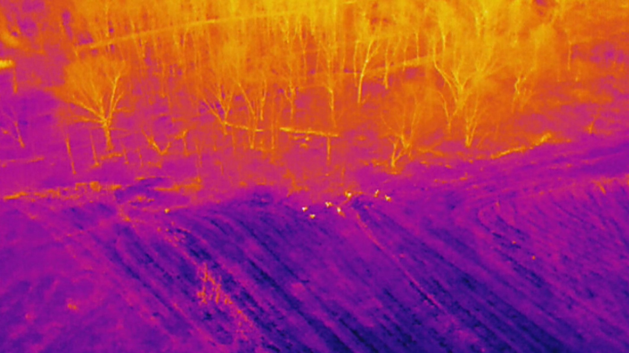 Thermal imagery from a UAS deer density mission